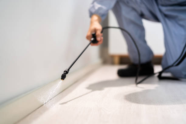 Licensed Ant Control service in Trenton, MI - Show Me Pest Control